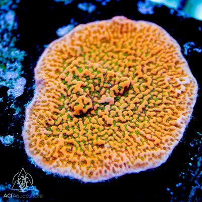 Tropicana Montipora representative coral frag; not WYSIWYG