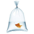 Representative clear fish shipping bags; select exact size and case quantity