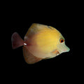 Scopas Tang (Zebrasoma scopas) — representative supplier photo