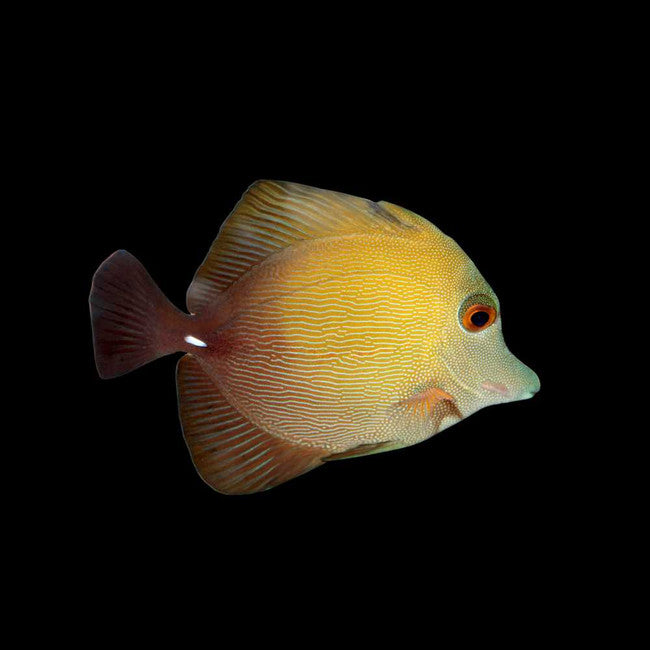 Scopas Tang (Zebrasoma scopas) — representative supplier photo