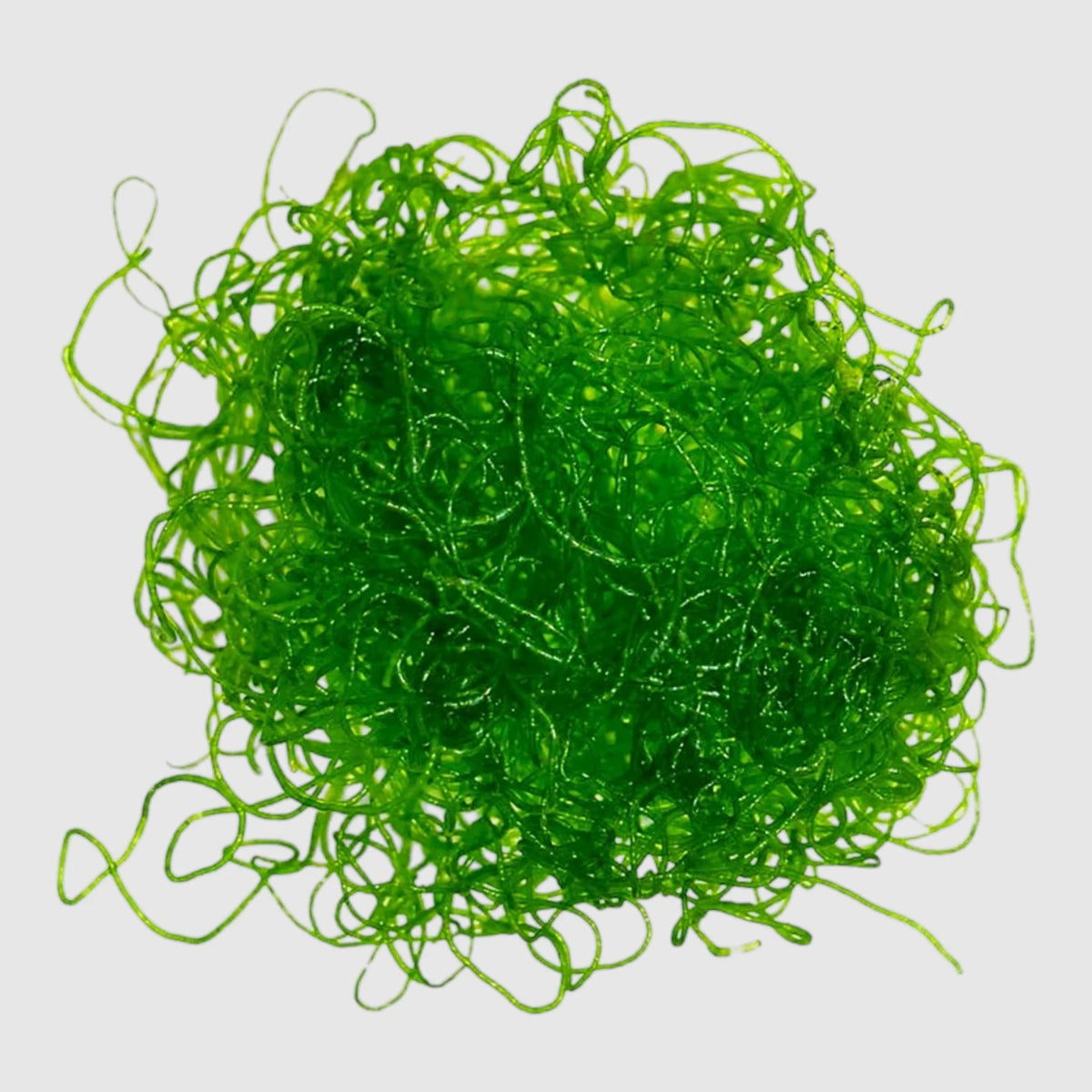 PodDrop Refugium Chaetomorpha linum