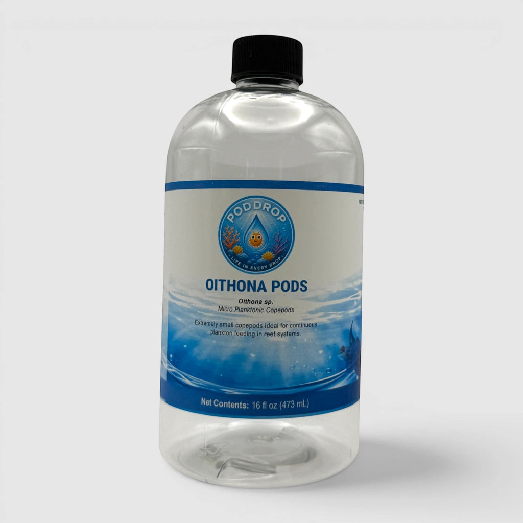 PodDrop Oithona colcarva Copepods