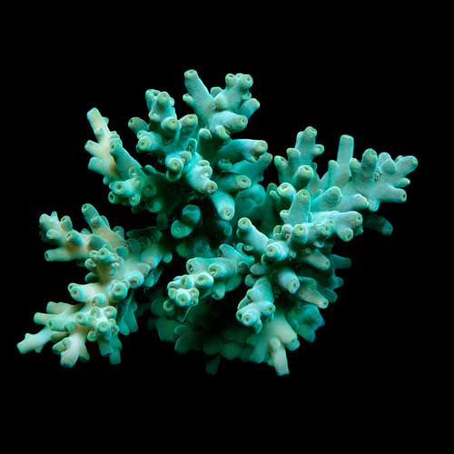 ORA Aquacultured Assorted Green Acropora Coral (Acropora sp.); representative specimen