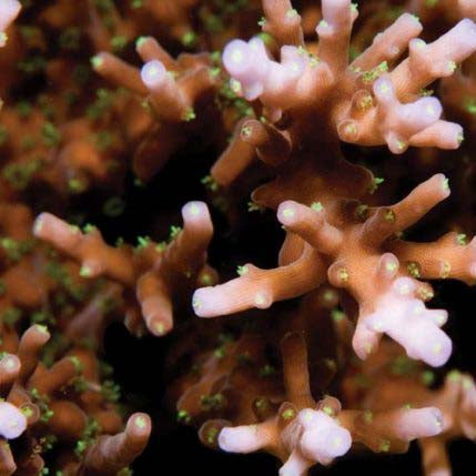 ORA Aquacultured Australian Delicate Acropora Coral (Acropora sp.); representative specimen