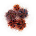 ORA (5 Pack) Aquacultured Tuxedo Urchins (Mespilia globulus) 0.5" - 1.0"; representative specimen