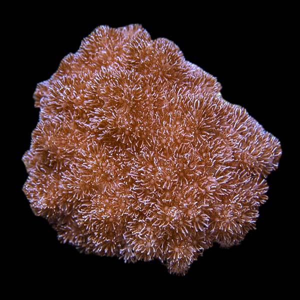 ORA Aquacultured Asterospicularia Coral (Asterospicularia sp.); representative specimen