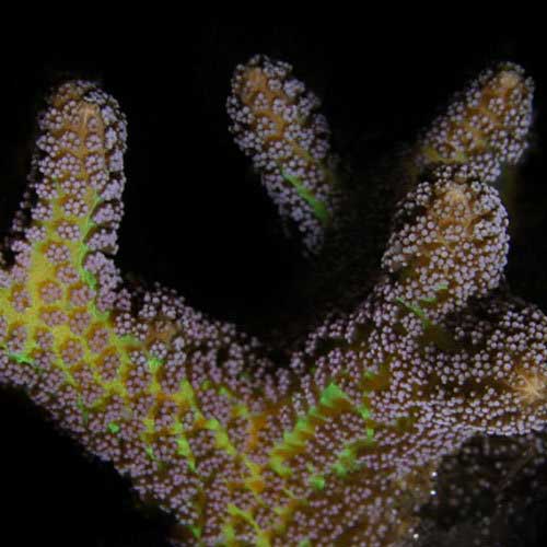 ORA Aquacultured Bird of Paradise Coral (Seriatopora sp.); representative specimen