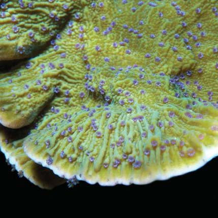 ORA Aquacultured Blue Polyp Capricornis Coral (Montipora capricornis); representative specimen