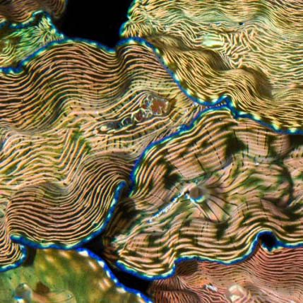 ORA Aquacultured Derasa Clam - 6" (Tridacna Derasa); representative specimen