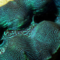 ORA Aquacultured First Grade Crocea Clam 1.25 - 1.5" (Tridacna crocea); representative specimen