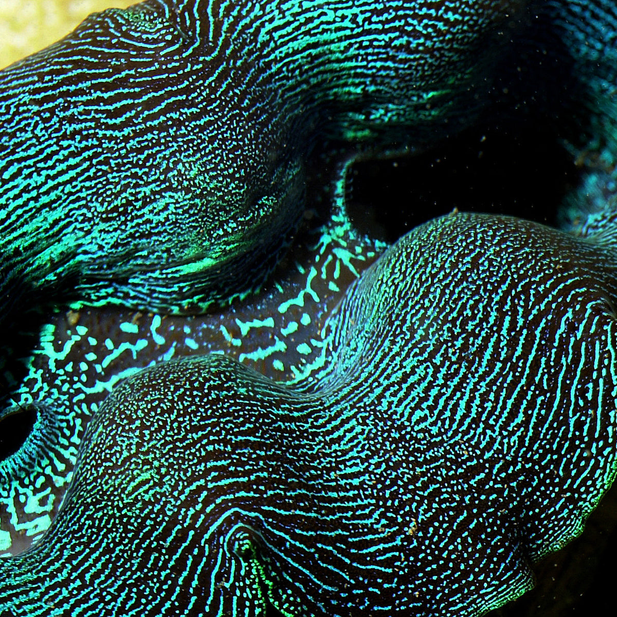 ORA Aquacultured First Grade Crocea Clam 1.25 - 1.5" (Tridacna crocea); representative specimen