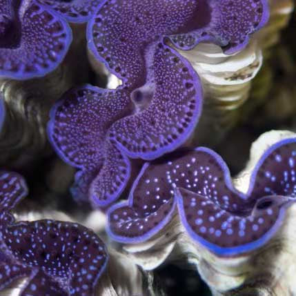 ORA Aquacultured First Grade Maxima Clam - 1.5" (Tridacna maxima); representative specimen