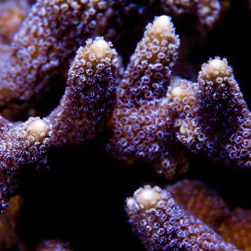ORA Aquacultured German Blue Polyp Montipora Coral (Montipora digitata); representative specimen
