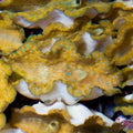 ORA Aquacultured Gigas Clam - 2" (Tridacna gigas); representative specimen
