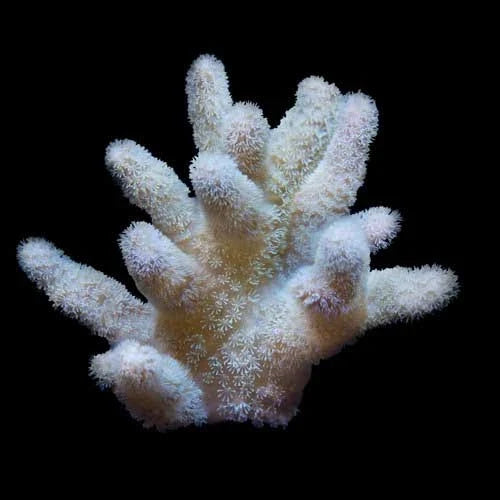 ORA Aquacultured Fuzzy Lobo Lobophytum Coral (Lobophyton sp.); representative specimen