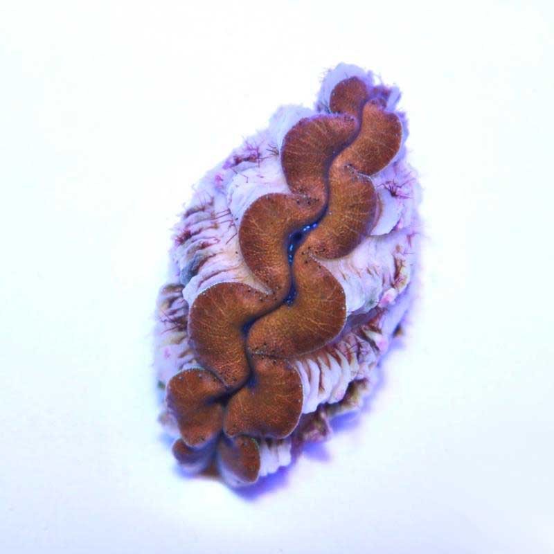 ORA Aquacultured Gold Crocea Clam 1.25 - 1.5" (Tridacna crocea); representative specimen