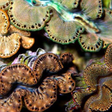 ORA Aquacultured Gold Maxima Clam - 1.5" (Tridacna maxima); representative specimen