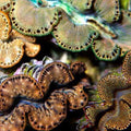 ORA Aquacultured Gold Maxima Clam - 2" (Tridacna maxima); representative specimen