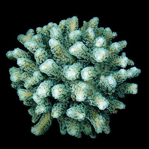 ORA Aquacultured Green Birdsnest Coral (Seriatopora guttatus); representative specimen