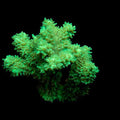 ORA Aquacultured Green Hydnophora Coral (Hydnophora sp.); representative specimen