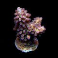 ORA Aquacultured Green Marshall Island Gem Acropora Coral (Acropora sp.); representative specimen