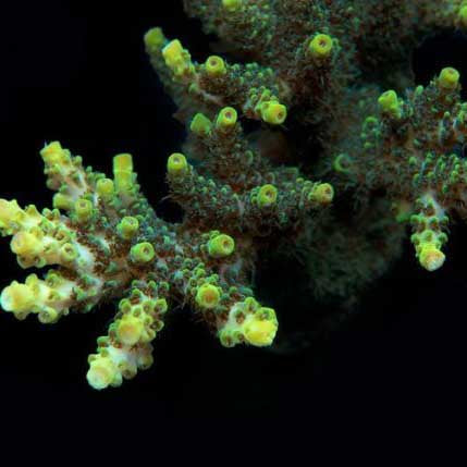 ORA Aquacultured Green Planet Acropora Coral (Acropora sp.); representative specimen