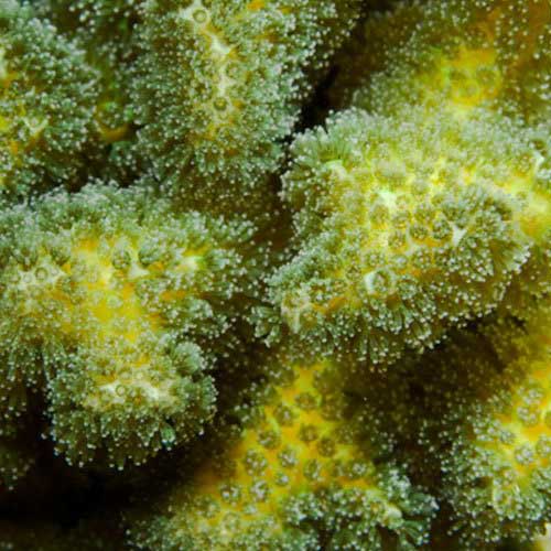 ORA Aquacultured Green Pocillopora damicornis Coral (Pocillopora damicornis); representative specimen