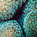 ORA Aquacultured Green Stylophora Coral (Stylophora sp.); representative specimen