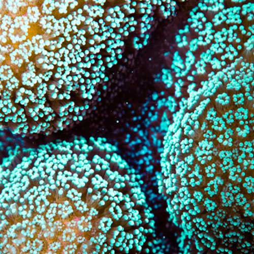 ORA Aquacultured Green Stylophora Coral (Stylophora sp.); representative specimen