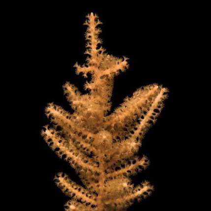 ORA Aquacultured Grube's Gorgonian (Pinnigorgia flava); representative specimen