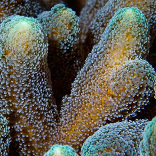 ORA Aquacultured Green-tip Orange Birdsnest Coral (Seriatopora sp.); representative specimen