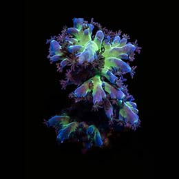 ORA Aquacultured Imperial Stag Coral (Acropora sp.); representative specimen
