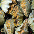 ORA Aquacultured Hippopus Clam - 4.0" (Hippopus hippopus); representative specimen