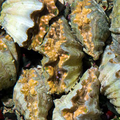 ORA Aquacultured Hippopus Clam - 4.0" (Hippopus hippopus); representative specimen