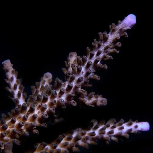ORA Aquacultured Indo Purple Tip Acropora Coral (Acropora sp.); representative specimen