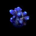 ORA Aquacultured Juicy Grape Acropora Coral (Acropora sp.); representative specimen