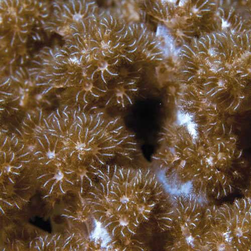 ORA Aquacultured Kenya Tree Coral (Capnella sp.); representative specimen