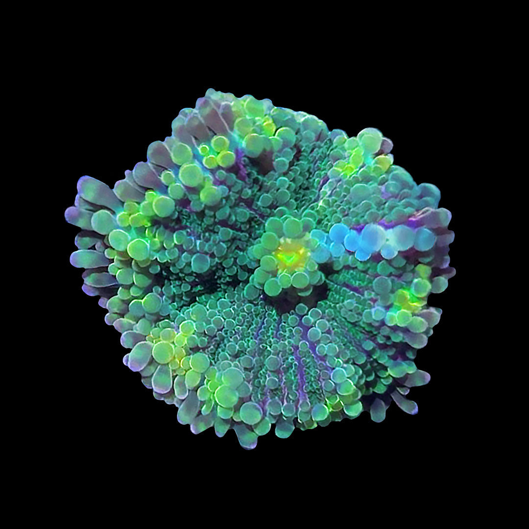 ORA Aquacultured Lemon Lime Ricordea Coral (Ricordea sp.); representative specimen
