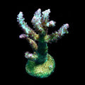 ORA Aquacultured Laura's Purple Polyp Acropora Coral (Acropora sp.); representative specimen