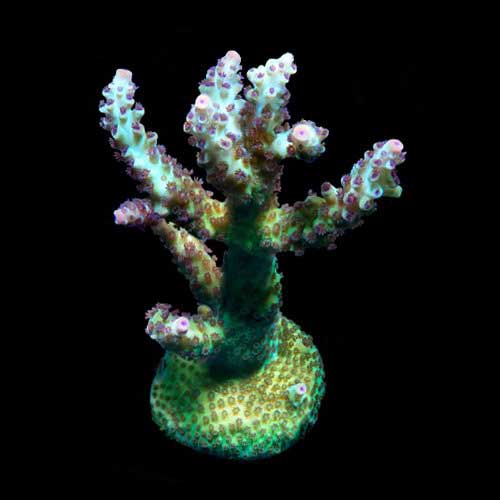 ORA Aquacultured Laura's Purple Polyp Acropora Coral (Acropora sp.); representative specimen