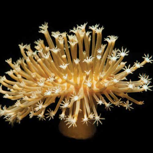ORA Aquacultured Long Polyp Leather Coral (Sarcophyton sp.); representative specimen