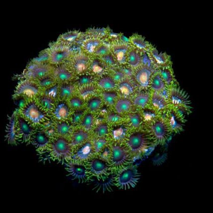ORA Aquacultured Marshall Island Assorted Zoanthid Coral (Zoanthus sp.); representative specimen