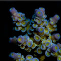 ORA Aquacultured Marshall Island Blue Bottlebrush Acropora Coral (Acropora sp.); representative specimen