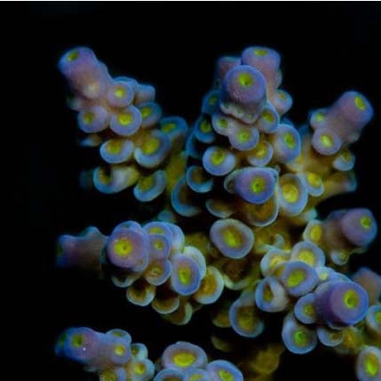 ORA Aquacultured Marshall Island Blue Bottlebrush Acropora Coral (Acropora sp.); representative specimen