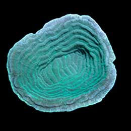 ORA Aquacultured Marshall Island Elephant Skin Coral (Pachyseris sp.); representative specimen