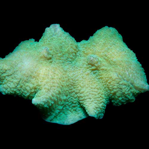 ORA Aquacultured Marshall Island Elephant Ear Mushroom (Rhodactis mussoides); representative specimen