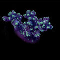 ORA Aquacultured Marshall Island Neon Green Polyp Acro Coral (Acropora sp.); representative specimen