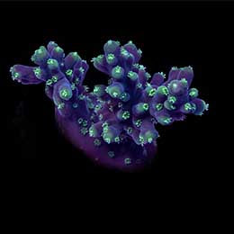 ORA Aquacultured Marshall Island Neon Green Polyp Acro Coral (Acropora sp.); representative specimen