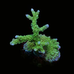 ORA Aquacultured Marshall Island Nuclear Green Elkhorn Coral (Montipora sp.); representative specimen