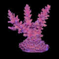 ORA Aquacultured Marshall Island Pink Blush Acropora Coral (Acropora sp.); representative specimen